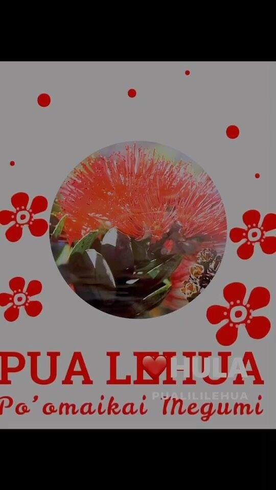 フラダンサーならご存知
PuaLililehua 
とても素敵な曲♪

先日のランチは
ハワイで人気な
本格メキシカン

ロミロミアラカイご紹介

フラダンサー
ナース
ロミロミニスト
ハワイアンネームPōmaikaʻiMegumi

当校アラカイインストラクター
関東講師
＋
個人ロミロミサロン
現在は
フラスタジオでの施術と
湘南モアニーズでの施術を
受付中

施術のお仕事と講師のお仕事
二つをやれると仕事枠が広がり
やり甲斐も２倍
よりハワイが近くなります🌺

サロン名Pua-Lehua-LomiLomi
Pōmaikaʻi(ポーマイカイ）とは恵まれたや、幸運、富、神聖、至福、、繁栄、豊かなどの意味があり

PUAは花
LEHUAは
ハワイ島の島花

ハワイの植物
名前：オヒアレフア フトモモ科 オガサワラフトモモ属
学名：Metrosideros polymorpha
和名：ハワイフトモモ
ハワイ名：Ohi'a Lehua【オヒアレフア】
ハワイ諸島原産(固有種)　常緑低木～高木 生息域：海岸エリアから標高2500mエリアに生息

ハワイ島の島花 ハワイの神話に登場する、火山の女神ペレの化身と言われているハワイの固有種（endemic） オヒアは木の名前
レフアは花の名前
古くからハワイの人々には神聖なものとされている
ハ
ハワイ島のキラウエア火山のオヒアレフア。溶岩に最初に育つ植物です。

火山の女神ペレの化身とは…

火山の女神ペレはカヒキで生まれ、ハワイ島キラウエア火山に住みついる

ハワイ諸島を巡ってハワイ島キラウエア火山に落ち着いたペレ
オヒアレフアの木＆花はペレの滅ぼした恋人達の化身
｢ペレの旅路｣ 火山の女神ペレはハワイ生まれではなく、もとはカヒキからハワイに渡ってきたそうで…

女神ハウメアの太腿から生まれ、父の名はモエモエ又は
カネホアラニ  
カヒキはタヒチと言われますが
「海の彼方」｢海外｣を意味するハワイ語
。
古代のチャントでは、タヒチのほかマルケサス諸島やサモアを
指していたり
ペレの故郷についてはタヒチでなく
｢ハワイ外から来た女神｣「天上の島から来た女神」
ペレがハワイに終いの棲家を見つけるまでの神話。

「優しい雨がレフアの花を開かせる」

木の部分をオヒア、お花の部分をレフアと言います。 ハワイの神話「オヒアレフアの神話」
 オヒアとレフアは恋人同士でしたが
火山の情熱の女神ペレがオヒアに恋をしましたが
オヒアにはレフアがいた為
ペレは振り向いてくれないオヒアを木に変えてしまいました。
帰らぬオヒア、泣き濡れるレフア。

ペレは自分の行いを反省して、レフアをオヒアの木に咲く花にして、ふたりを一緒にしたという物語。
なのでオヒアの木からレフアの花を摘むと雨が降るという。 もう離れ離れにはしないでと、涙の雨が降ると言われています。

ハワイの神話はステキです。

✿･*:.｡ ｡.:*･ﾟ✿･*:.｡ ｡.
ネィティブハワイアン 来日
ロミロミワークショップ
2024.2025
……………………………………
🌺東京西新宿モアニハレクラニ校
🌺埼玉ハレ•メハナ教室
🌺湘南モアニーズピンクパレス校
🌺静岡モアニレイマハナ校
🌺京都モアニマオリノ校
🌺大阪モアニプアメリア校
☸️港区エリア〜赤坂乃木坂
𓇼 𓇼 𓇼 𓇼 𓇼 𓇼 𓇼
ハワイと日本で学べる
女性専門ロミロミスクール
日本オアフ島ハワイ島
𓇼 𓇼 𓇼 𓇼 𓇼 𓇼 𓇼
国際エステセラピスト協会
日本ハワイアンロミロミ協会資格取得
@japanhawaiianlomilomikyokai 
#自宅サロン開業講座 
#ロミロミホットストーン講座格安
#フェイシャル講座
#ハワイアンロミロミ
#ハワイアンロミロミセラピスト
#ハワイアンロミロミスクール
#ロミロミスクール横浜
#ロミロミスクール神奈川
#ロミロミスクール東京
#ロミロミスクール京都
#ロミロミスクール大阪 
#ロミロミスクール静岡
#ロミロミスクール埼玉
